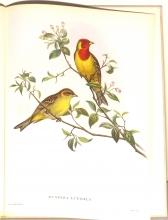 Exotische Vogel 17/24